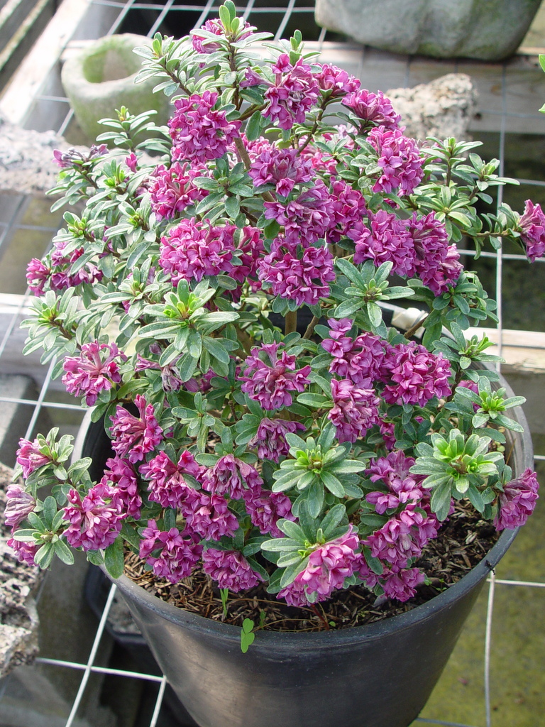Daphne x kazbali 'Arnold Cihlarz'